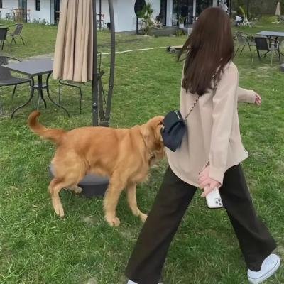 笨金鱼